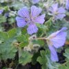 Geranium renardii 'Philippe Vapelle'_2