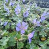 Geranium renardii 'Philippe Vapelle'_2