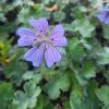 Geranium renardii 'Philippe Vapelle'_1