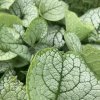 Brunnera macrophylla 'Sea Heart_2