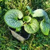 Brunnera macrophylla 'Sea Heart_3