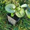 Brunnera macrophylla 'Sea Heart_4