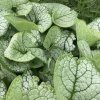Brunnera macrophylla 'Sea Heart'_1