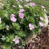 Geranium sanguineum 'Vision Pink' _7