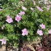 Geranium sanguineum 'Vision Pink' _8