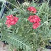 Achillea millefolium 'Safran'_1