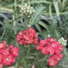 Achillea millefolium 'Safran'_2
