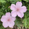 Geranium sanguineum 'Vision Pink' _5