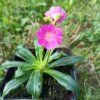 Lewisia Cotyledon-Hybr. 'Sunset Ruby-Red'_3