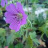 Geranium x gracile 'Sirak'_2