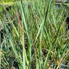 Panicum virgatum 'Prairie Sky' _2
