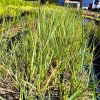 Panicum virgatum 'Prairie Sky'