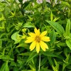Helianthus hybr. 'Lemon Queen'_2