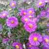 Aster novi-belgii 'Karminkuppel'_2