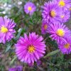 Aster novi-belgii 'Karminkuppel'_1
