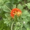 Potentilla 'William Rollinson'_1