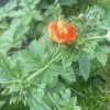 Potentilla 'William Rollinson'_2