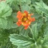 Potentilla 'William Rollinson'_3