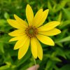 Helianthus hybr. 'Lemon Queen'_1