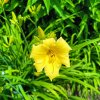 Hemerocallis hybr. 'Stella de Oro'_2