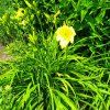 Hemerocallis hybr. 'Stella de Oro'_3