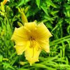 Hemerocallis hybr. 'Stella de Oro'_1