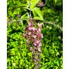 Buddleja davidii 'Pink Cascade' _3
