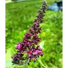 Buddleja davidii 'Magenta Munchkin' _2