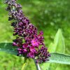 Buddleja davidii 'Magenta Munchkin' _3