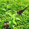 Buddleja davidii 'Magenta Munchkin' _5