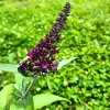 Buddleja davidii 'Magenta Munchkin' _4