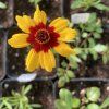 Coreopsis tinctoria