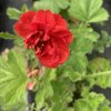Geum chiloense 'Red Dragon'_1