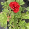 Geum chiloense 'Red Dragon'_2