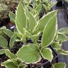 Hosta 'Albomarginata' (undulata)_1