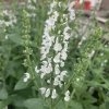 Salvia nemorosa 'Merleau White'_2