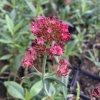 Centranthus ruber var. coccineus 'Rosenrot'