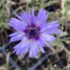 Catananche caerulea_2