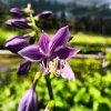 Hosta 'Devon Green'-2