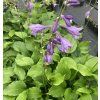 Hosta ventricosa