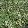 Thymus citriodorus 'Doone Valley'_3