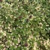 Thymus citriodorus 'Doone Valley'_4