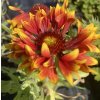Gaillardia aristata 'Spin Top Copper Sun'_1