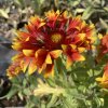 Gaillardia aristata 'Spin Top Copper Sun'_2