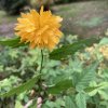 Kerria japonica 'Pleniflora'_1