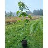 Acer pseudoplatanus_C5