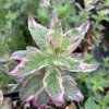 Lysimachia punctata 'Alexander'_2