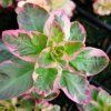 Lysimachia punctata 'Alexander'_3