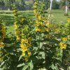 Lysimachia punctata 'Alexander_4