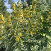 Lysimachia punctata 'Alexander_5
